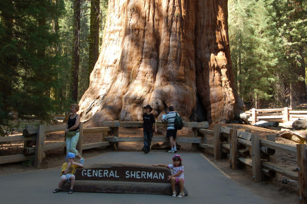 dół wielkiego drzewa, King Canyon & Grand Sequoia NP - Kalifornia #usa #wycieczka