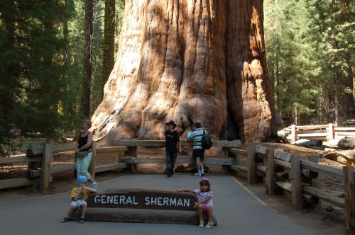 dół wielkiego drzewa, King Canyon & Grand Sequoia NP - Kalifornia #usa #wycieczka