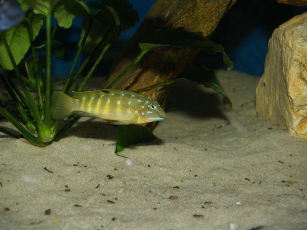 tanganicodus tembwe