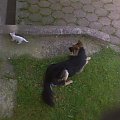 igranie z ogniem