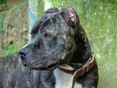 Sauron - bandog do adopcji