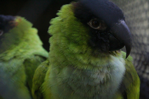 papuga #papuga #ptak #zoo