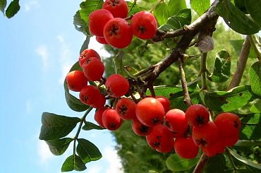 W moim ogrodzie #OWOCE