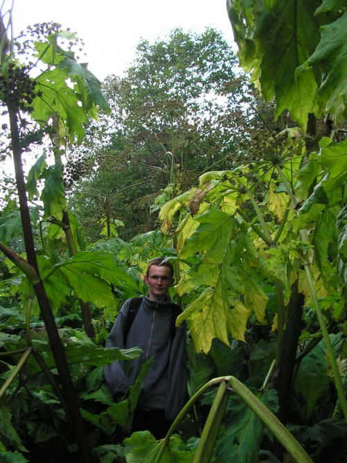 Barszcz sosnowskiego, rośnie prawie w centrum Zakopanego. Jest to roślina parząca, niezwykle ekspansywna. Te barszcze miały ponad 4 metry wysokości, rekordzista miał 5,5m. Na zdjęciu widać że są olbrzymie, ja mam 1,9 m wzrostu a one są jakieś 2x wyższe