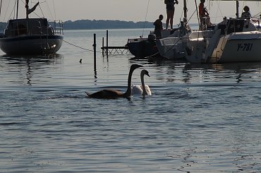 #jezioro #Miedwie #łabędzie #zwierzęta #natura