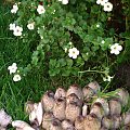 u mnie w ogrodzie tez wyrosly jakies grzyby :( to napewno sa trujace :(( #grzyby #ogrod