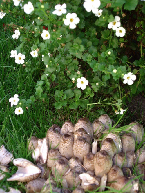 u mnie w ogrodzie tez wyrosly jakies grzyby :( to napewno sa trujace :(( #grzyby #ogrod