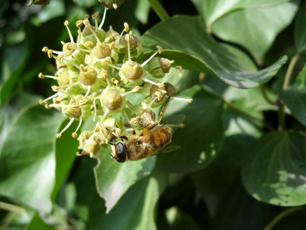 Pszczoła #pszczoła #natura #ciekawe #owad #flora
