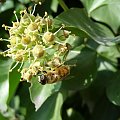 Pszczoła #pszczoła #natura #ciekawe #owad #flora