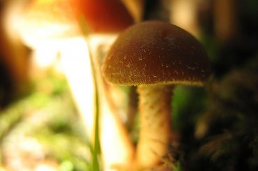 Koluszki, Lisowice, przyroda, jesień, grzyby, kwiaty #Koluszki #Lisowice #przyroda #jesień #grzyby #kwiaty