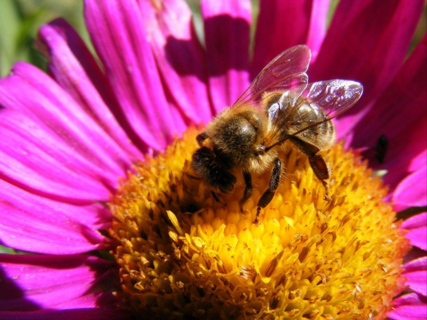 #PszczołyPszczołaKwiatKwiatki