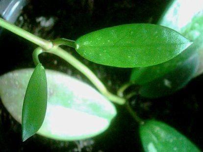 Hoya diversifolia