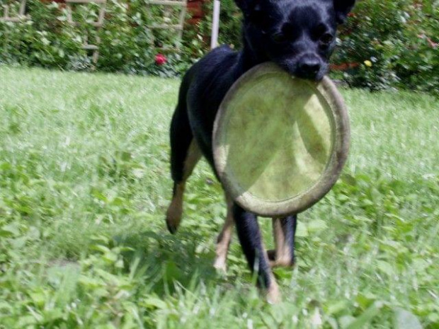 Bajka frisbee