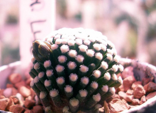 mammillaria lutea z pąkiem 002 #kaktus #kwiat #meksyk #mammillaria #luethyi