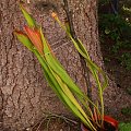 Sarracenia flava var. cuprea ( z Nepenti)