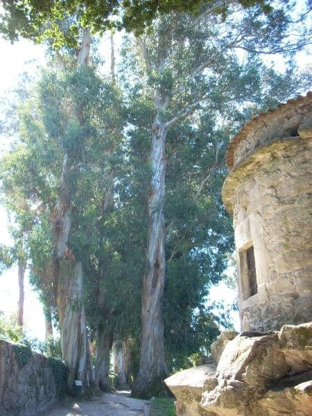 Vigo - park zamkowy, eukaliptusy
