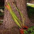 Sarracenia flava var. cuprea ( z Nepenti)