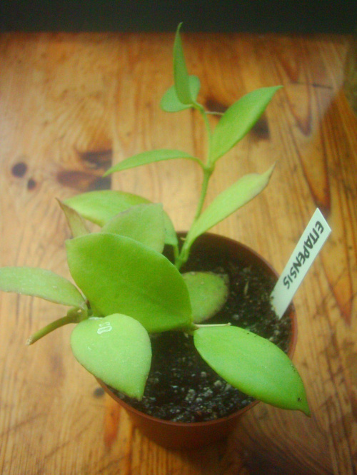 Hoya eitapensis