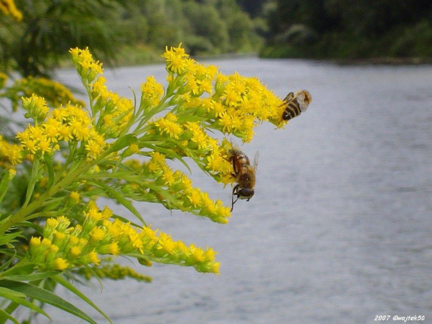 ...pszczółki .... #lato #pszczoły #rzeka #San