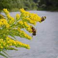 ...pszczółki .... #lato #pszczoły #rzeka #San