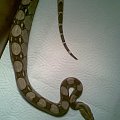 #BoaConstrictor