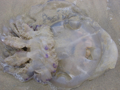 meduza na plaży w Bibione #WAKACJE