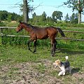 #Karmi #konie #koń #źrebak #źrebię #pies