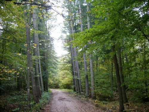 idziemy dalej drogą leśną.........