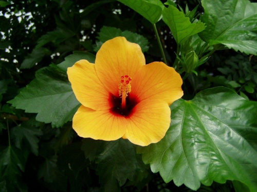 Ogród botaniczny na wyspie Mainau