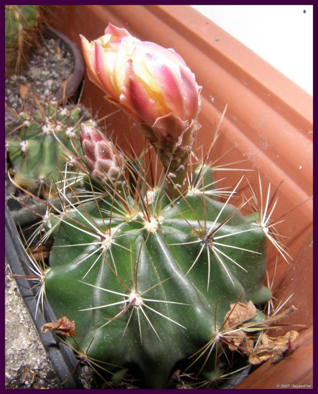 Thelocactus setispinus (Hamatocactus setispinus) #kaktusy
