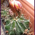 Thelocactus setispinus (Hamatocactus setispinus) #kaktusy